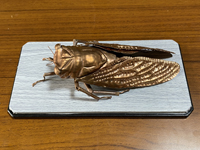 趣味の銅板工芸：家を火事から守る『火伏の蝉』